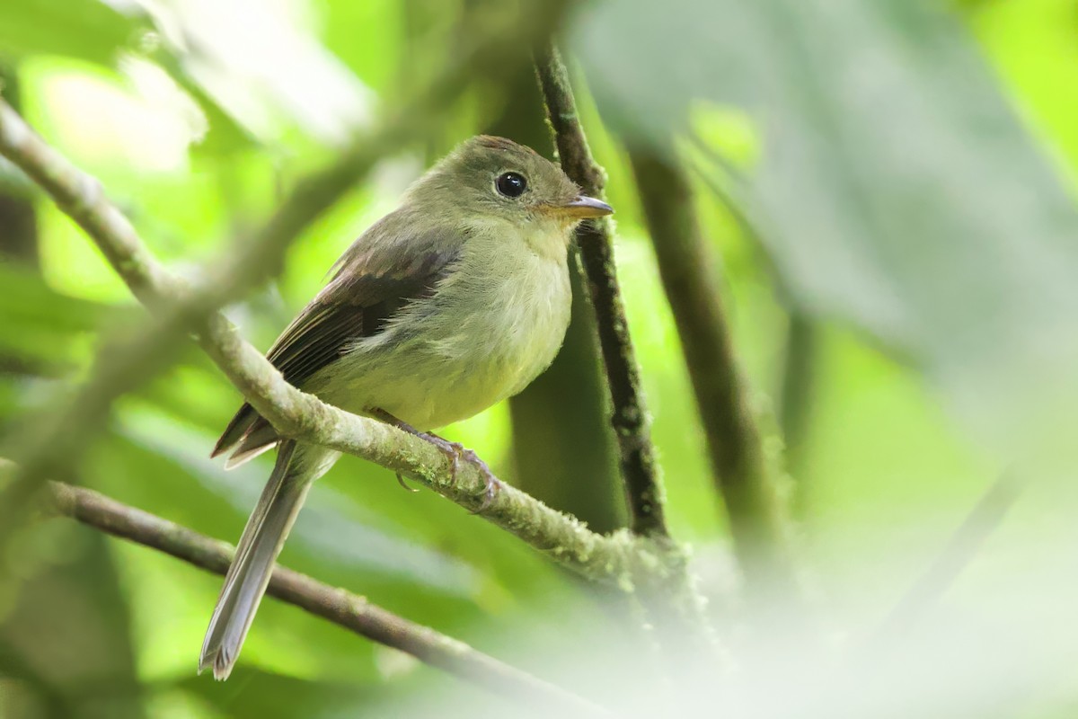 Orange-crested Flycatcher - ML621526239