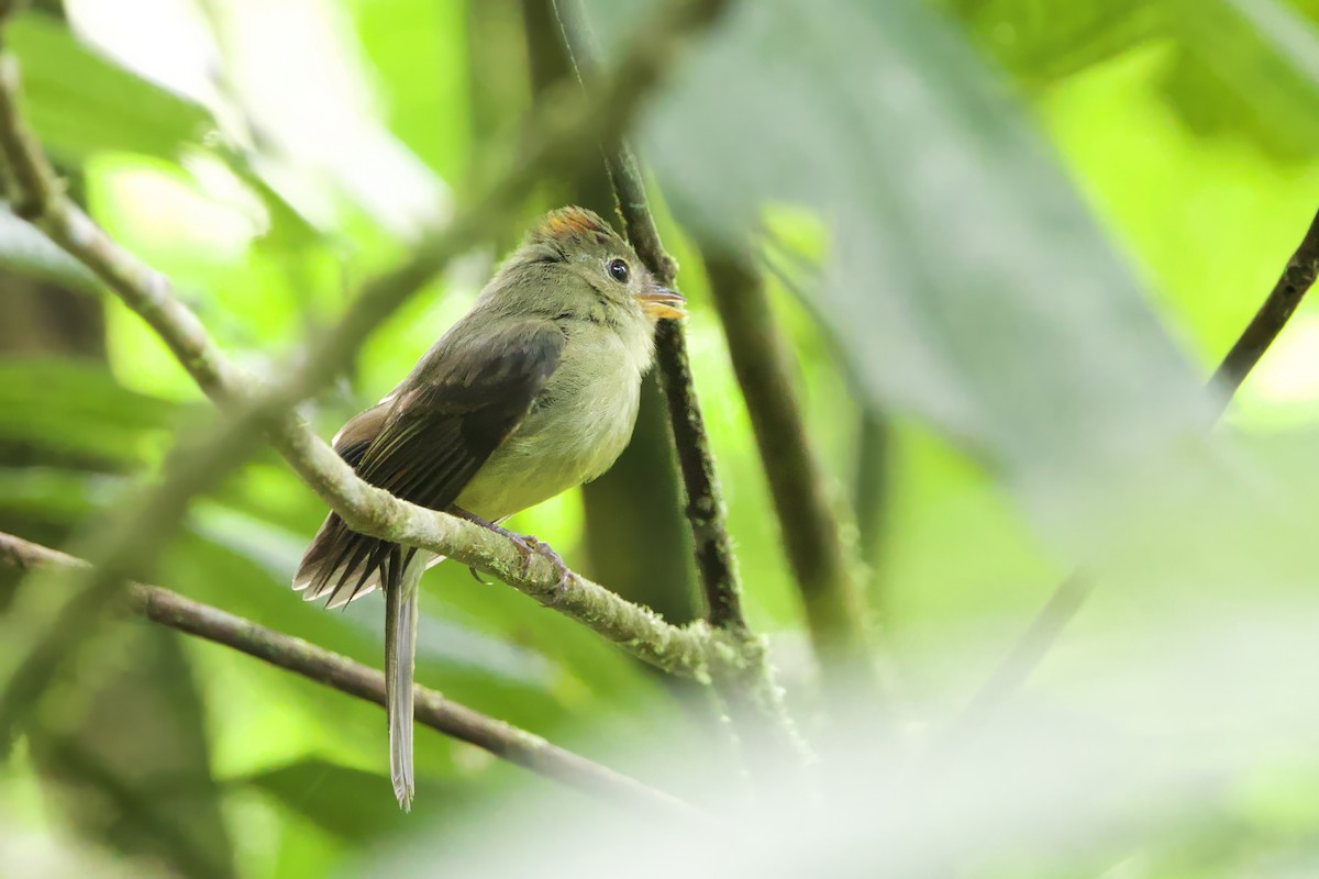 Orange-crested Flycatcher - ML621526240