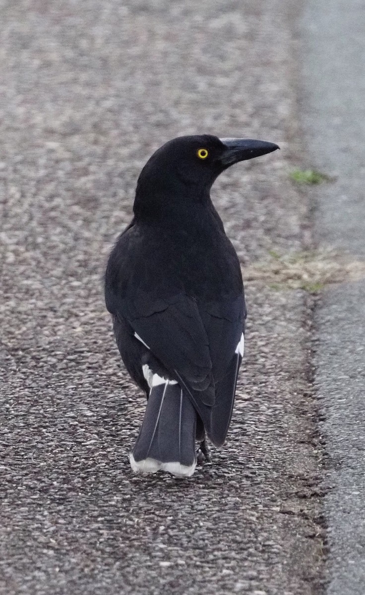 Pied Currawong - ML621526337