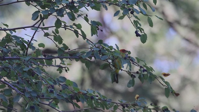 Western Tanager - ML621526367