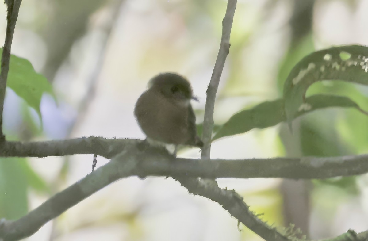 White-fronted Tyrannulet (White-fronted) - ML621526379