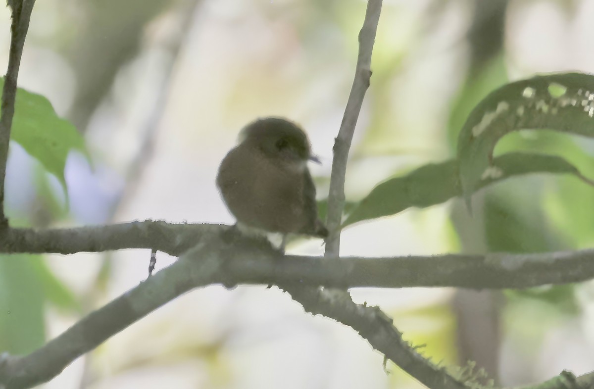 Tyranneau de Zeledon (groupe leucogonys) - ML621526379