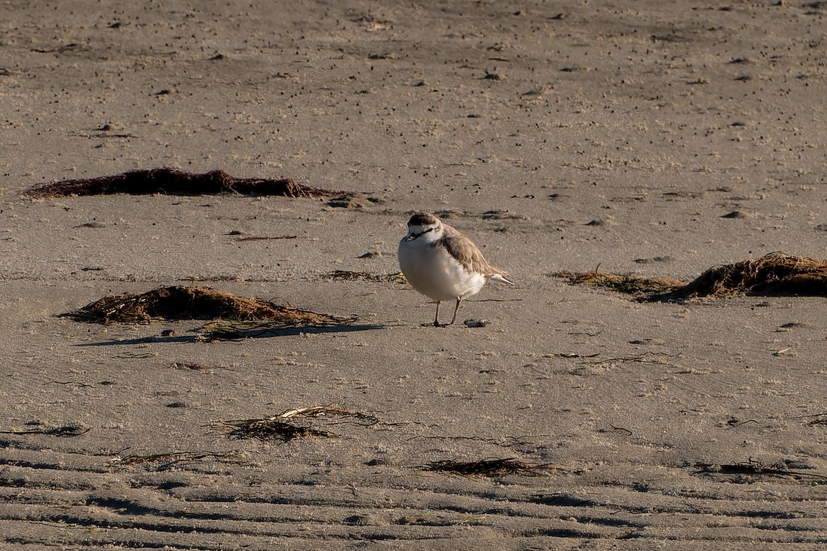 White-fronted Plover - ML621526451