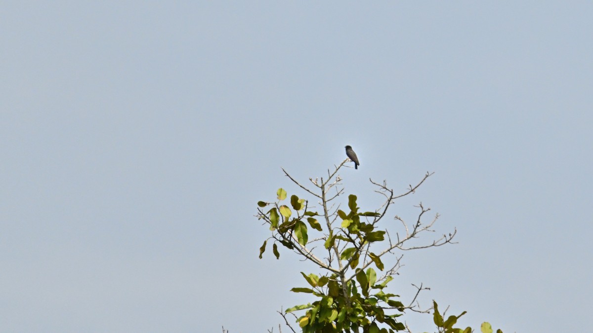 Swallow-winged Puffbird - ML621526458