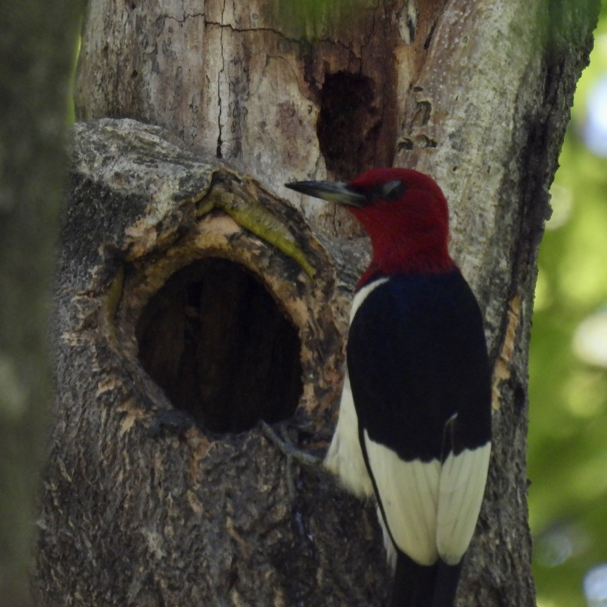 Red-headed Woodpecker - ML621526460