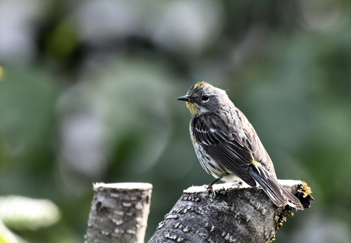 Yellow-rumped Warbler - ML621526466