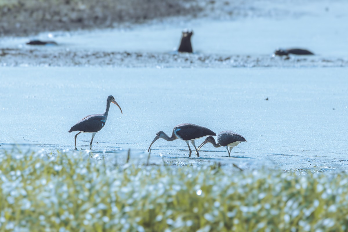 White Ibis - ML621526493