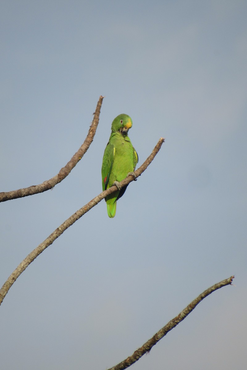 Yellow-crowned Parrot - ML621526504