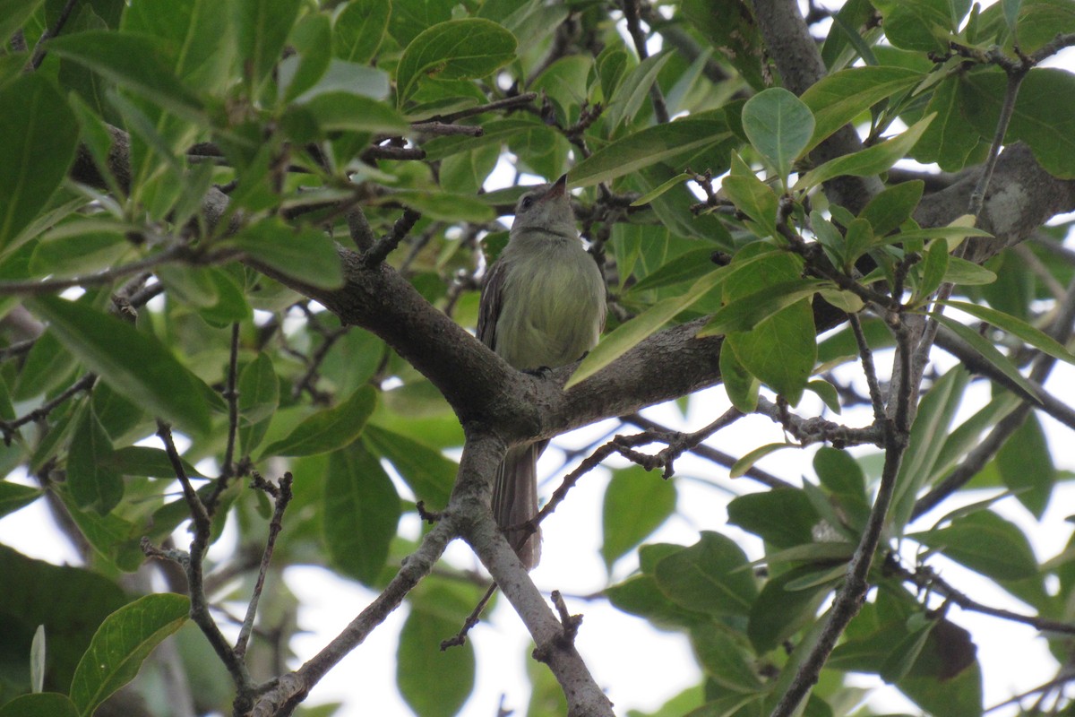 Northern Mouse-colored Tyrannulet - ML621526509