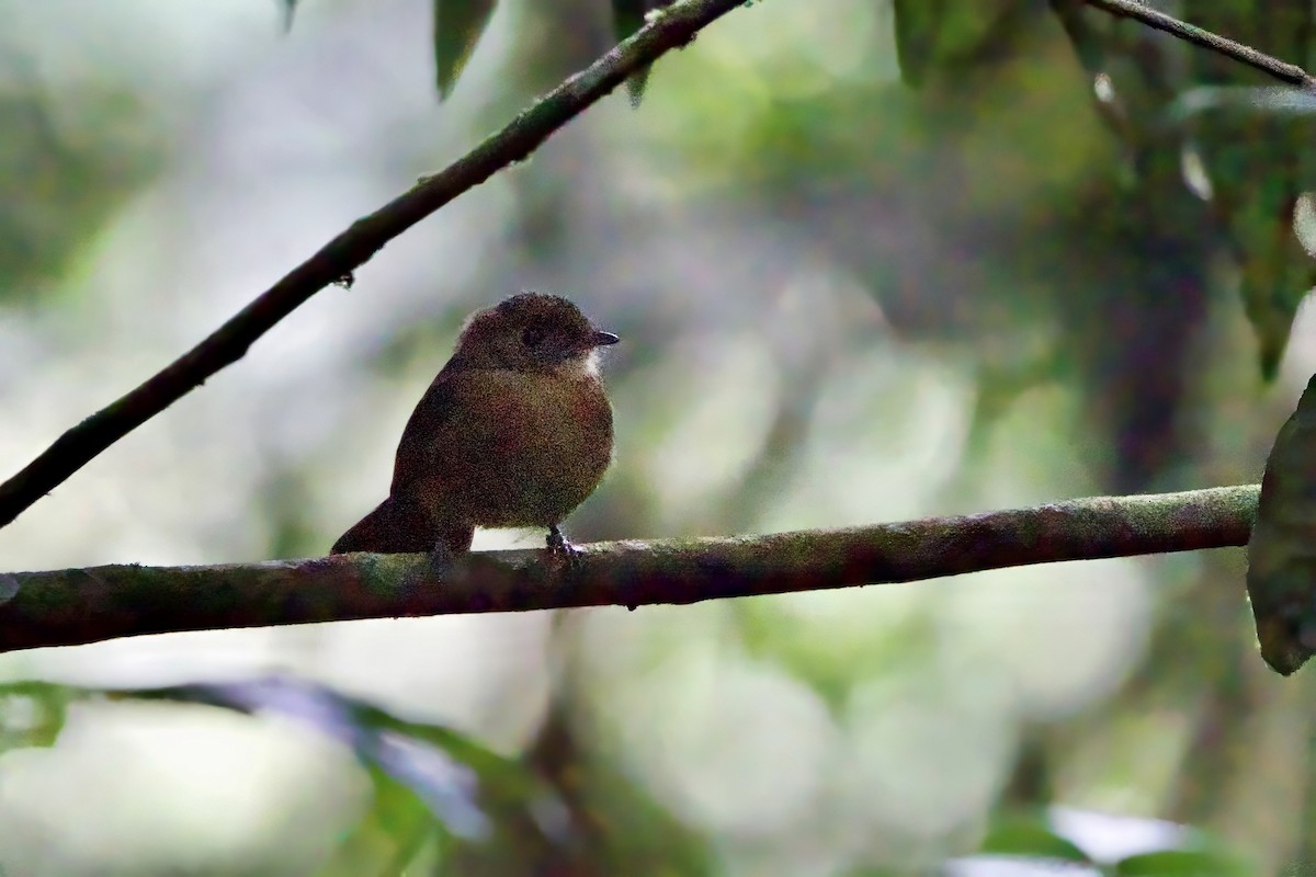 Tyranneau de Zeledon (groupe leucogonys) - ML621526517