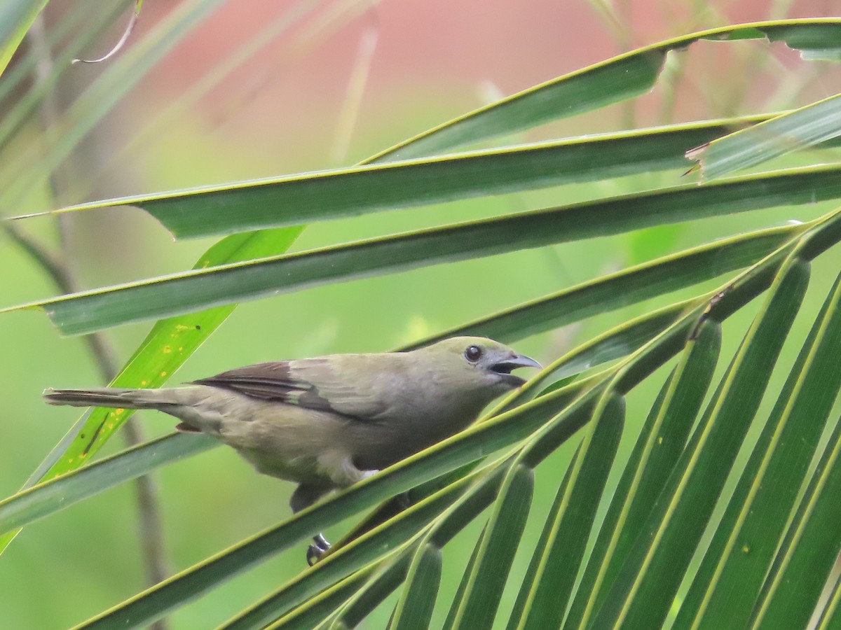 Palm Tanager - ML621526560