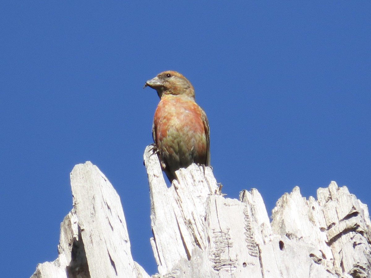 Red Crossbill - ML621526629