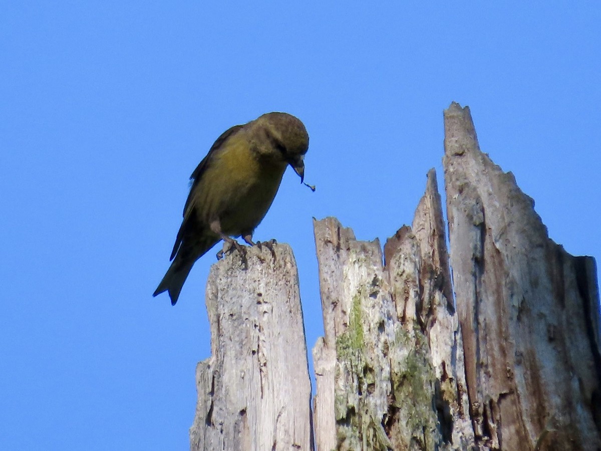 Red Crossbill - J.J. Blue