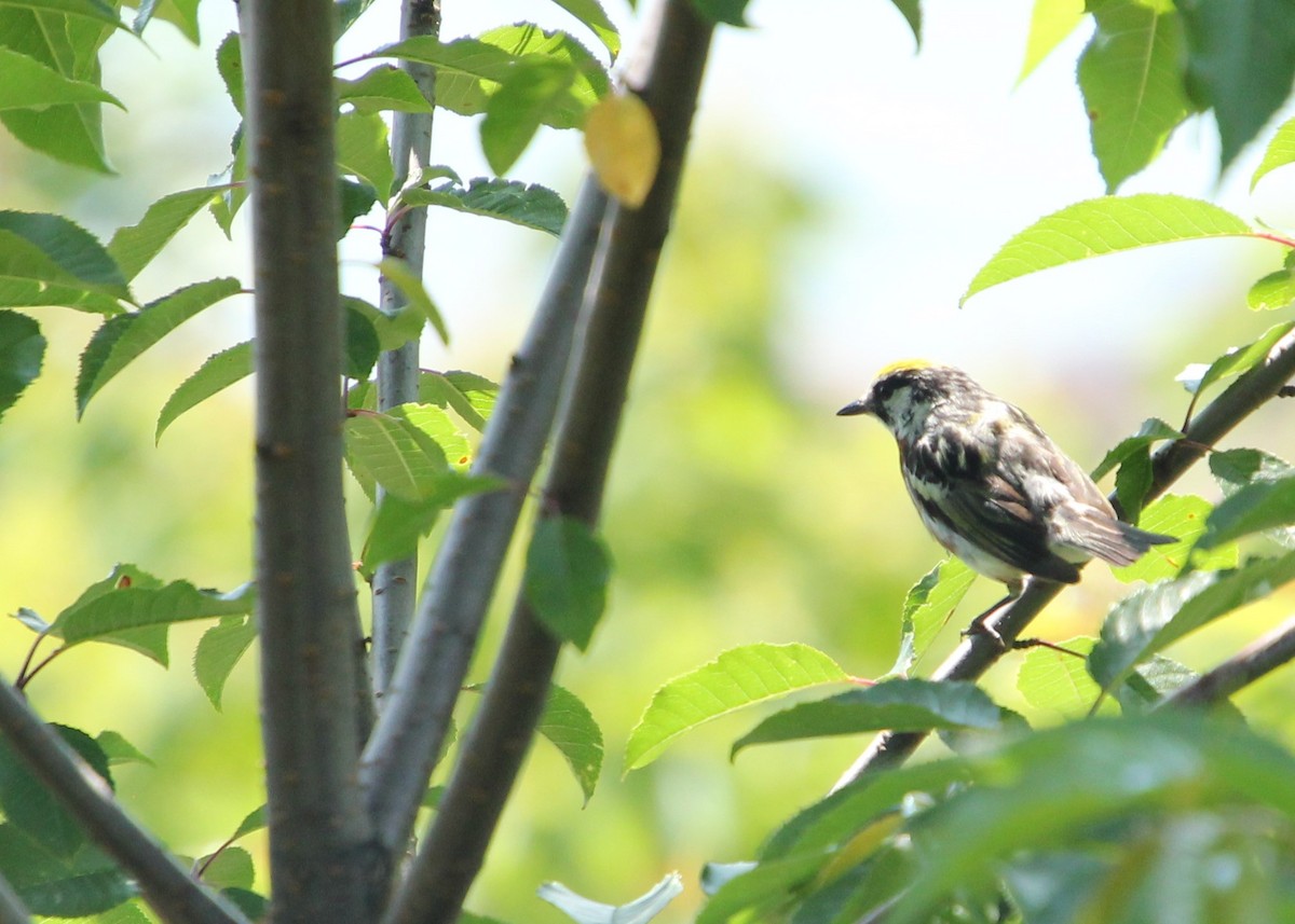 Chestnut-sided Warbler - Dan Belgum