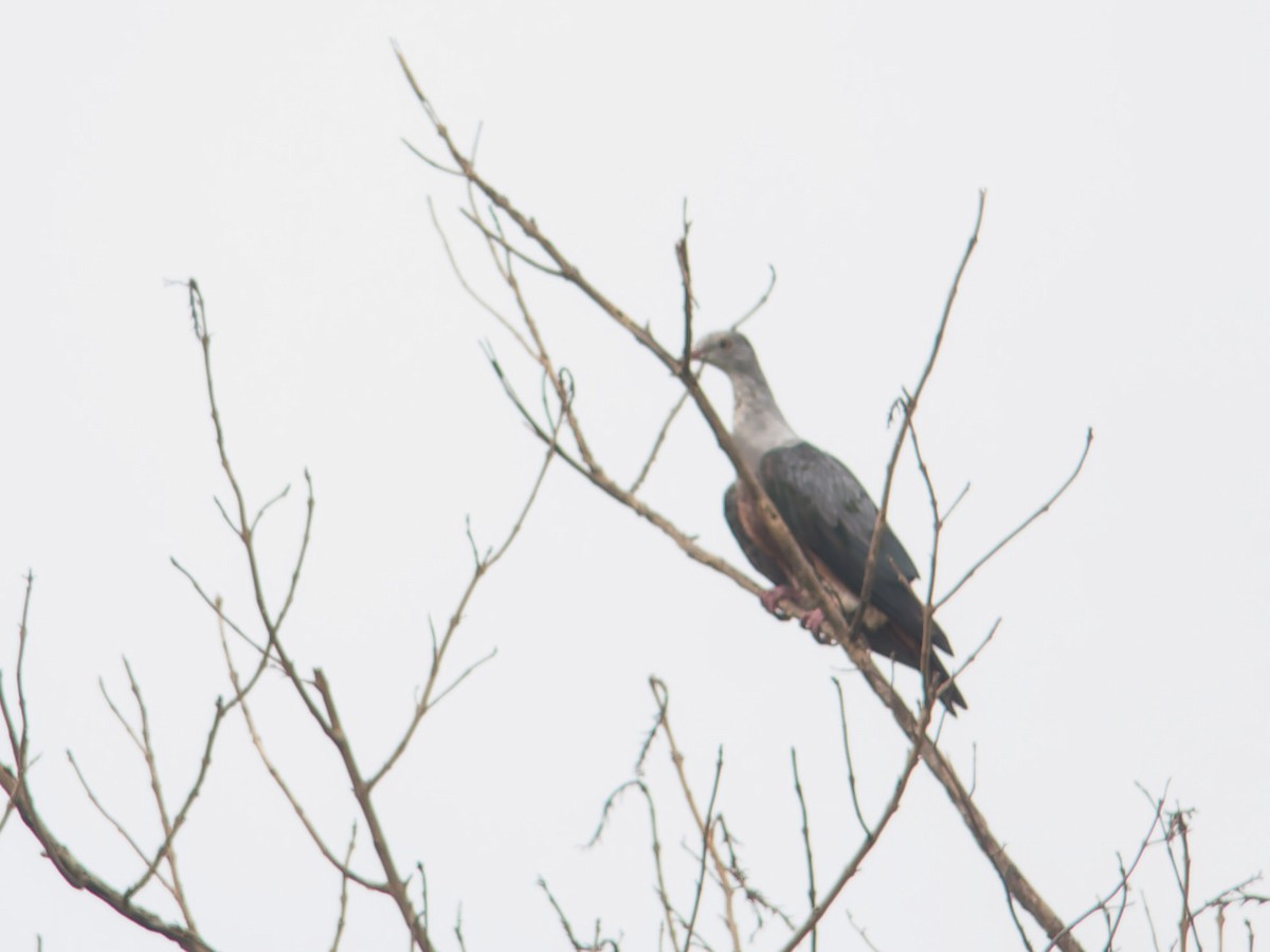 Spotted Imperial-Pigeon - ML621526668