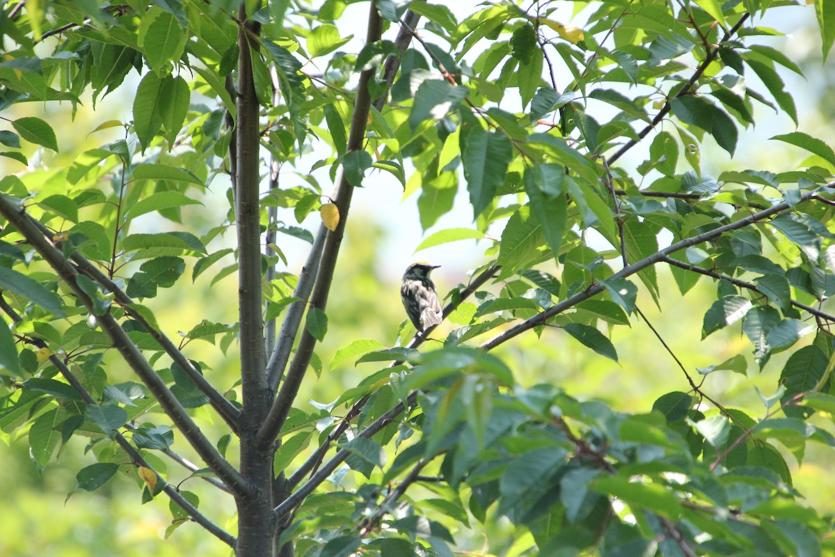 Chestnut-sided Warbler - ML621526679