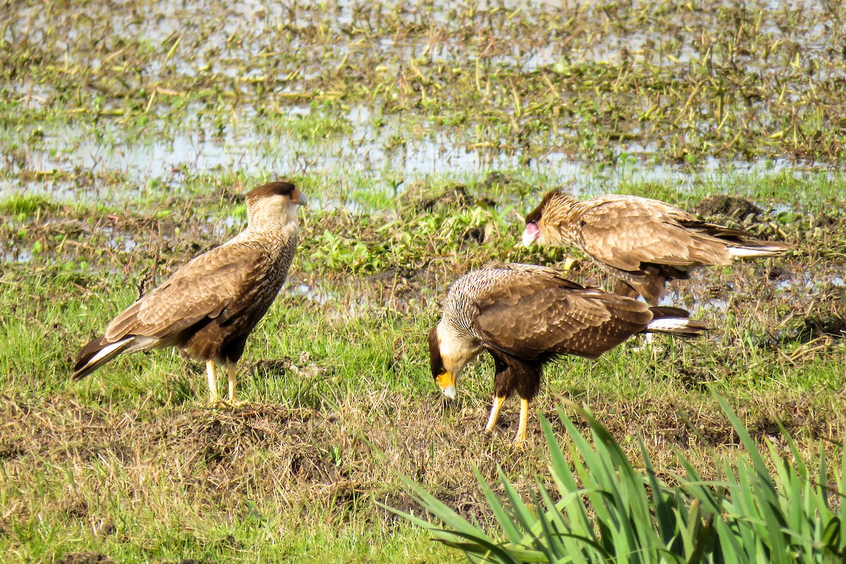 Crested Caracara (Southern) - ML621526796