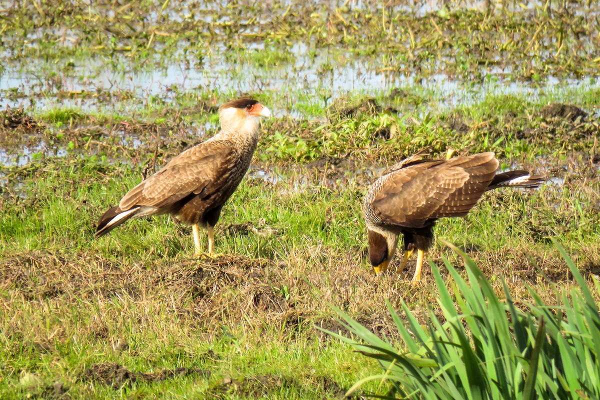 Crested Caracara (Southern) - ML621526802