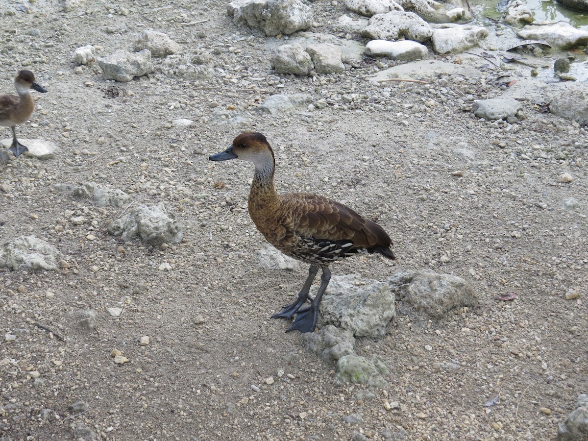 West Indian Whistling-Duck - ML621526809
