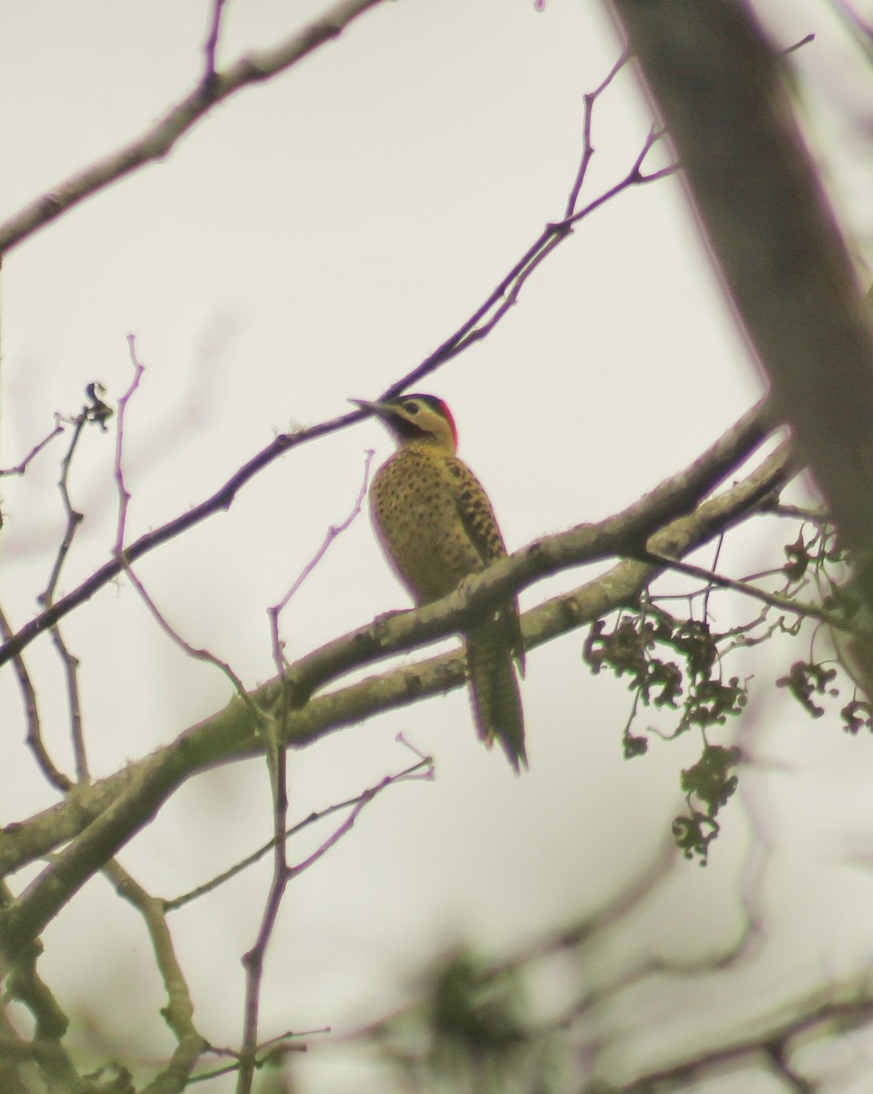 Green-barred Woodpecker (Green-barred) - ML621526811
