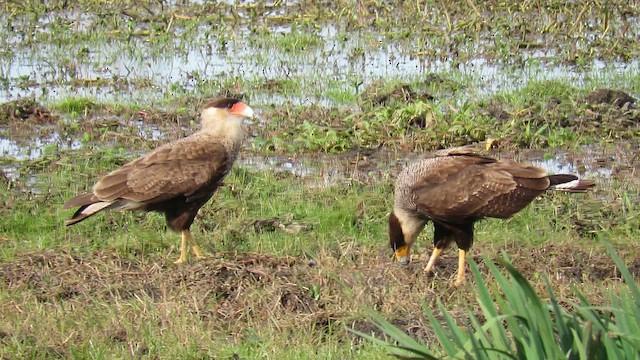 Crested Caracara (Southern) - ML621526816