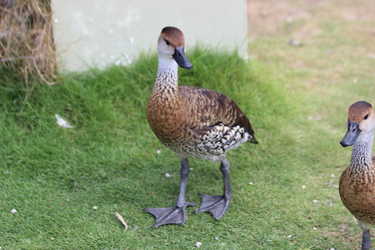 West Indian Whistling-Duck - ML621526822