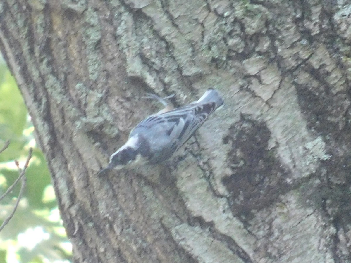 White-breasted Nuthatch - ML621526829