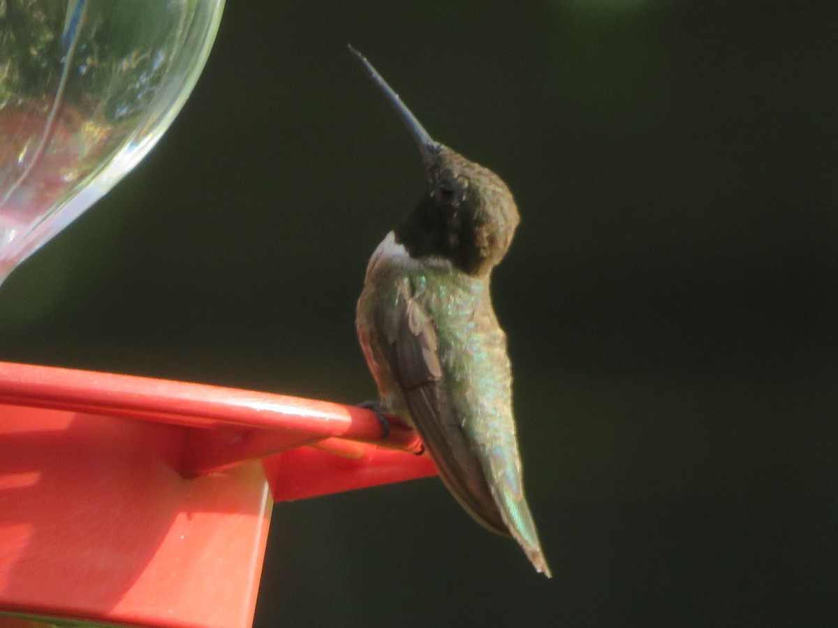 Black-chinned Hummingbird - ML621526831