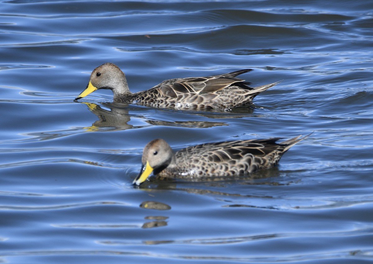 Yellow-billed Pintail (South American) - ML621526859