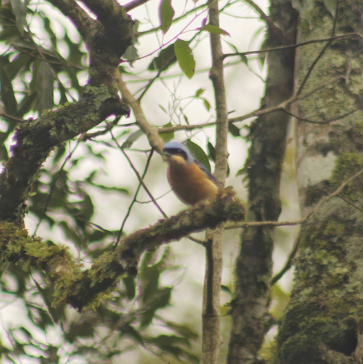 Fawn-breasted Tanager - ML621526869