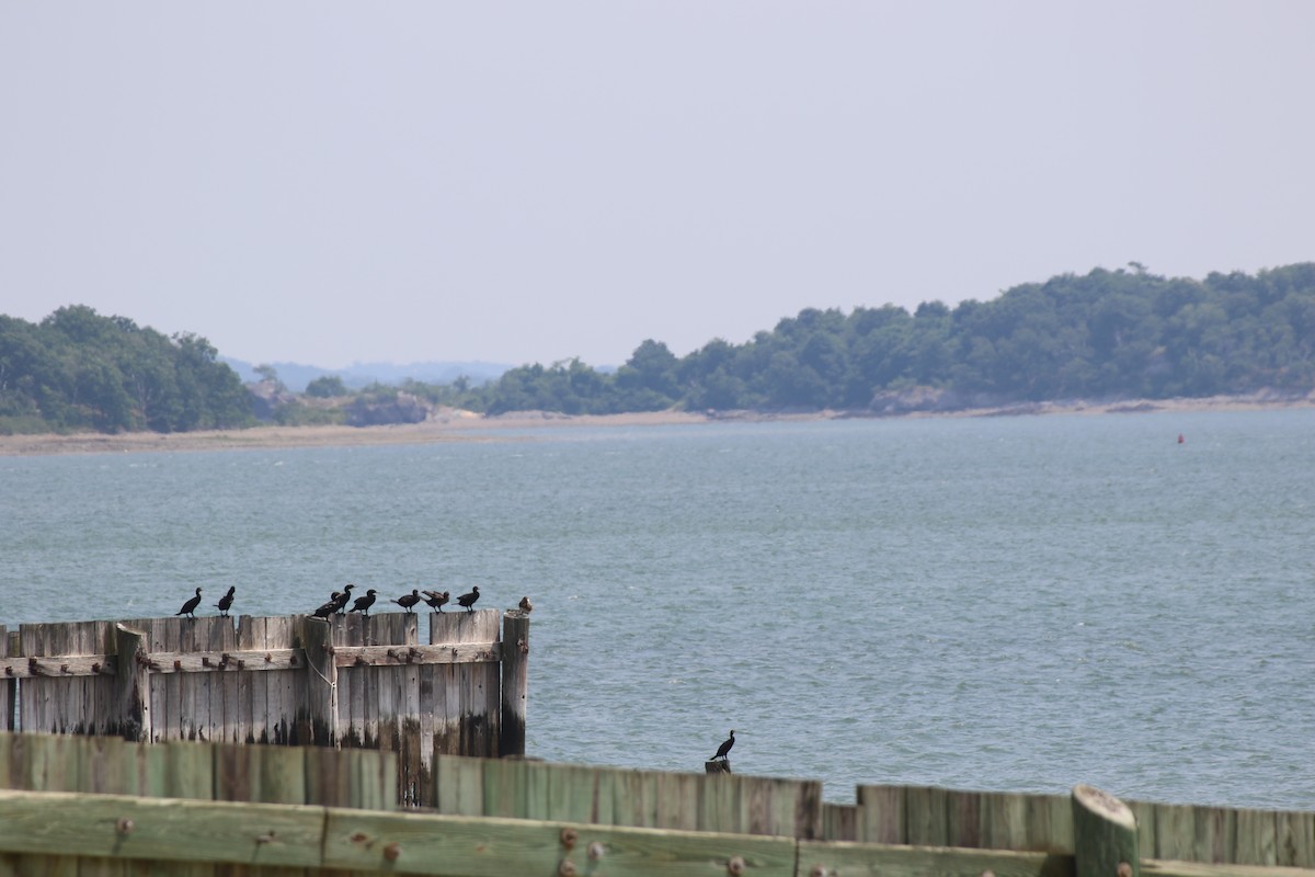 Double-crested Cormorant - ML621526887