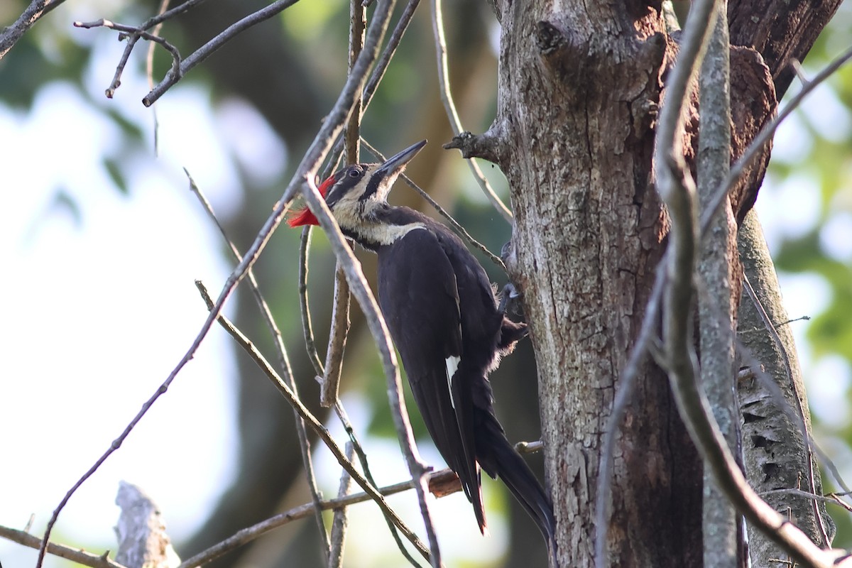 Pileated Woodpecker - ML621526923
