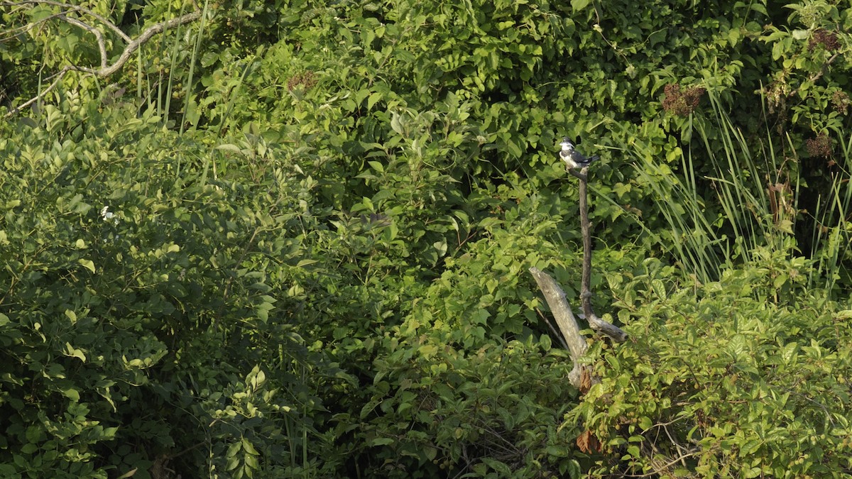 Belted Kingfisher - ML621526929