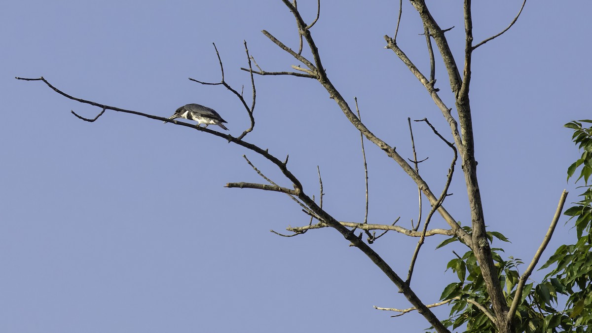 Belted Kingfisher - ML621526933