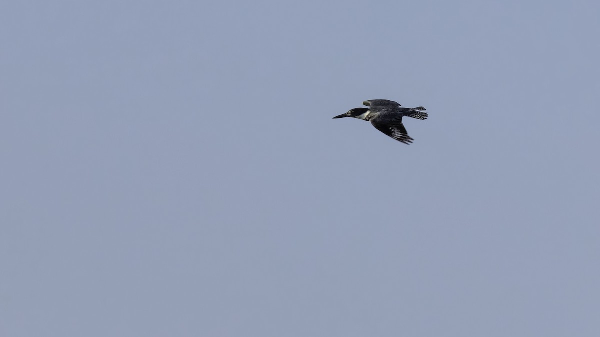 Belted Kingfisher - ML621526934