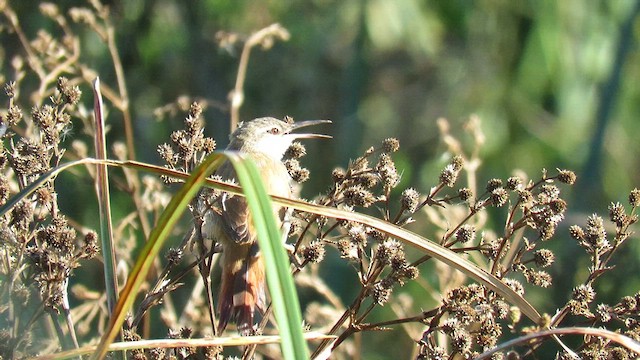 Straight-billed Reedhaunter - ML621526974