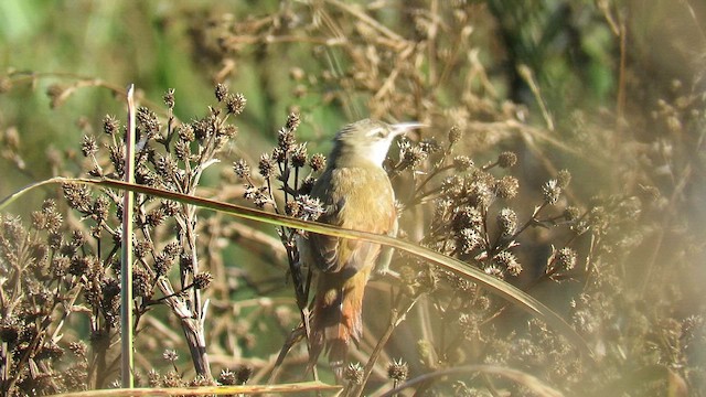 Straight-billed Reedhaunter - ML621526975