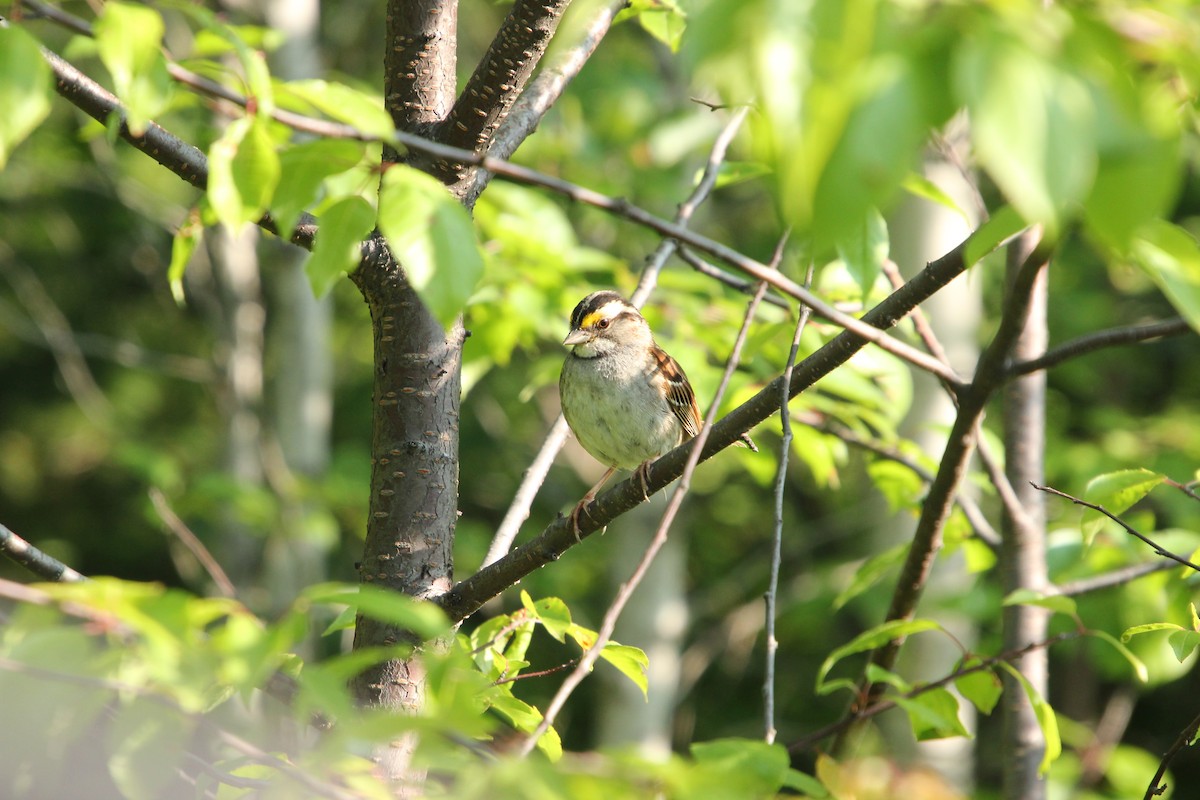White-throated Sparrow - ML621526983