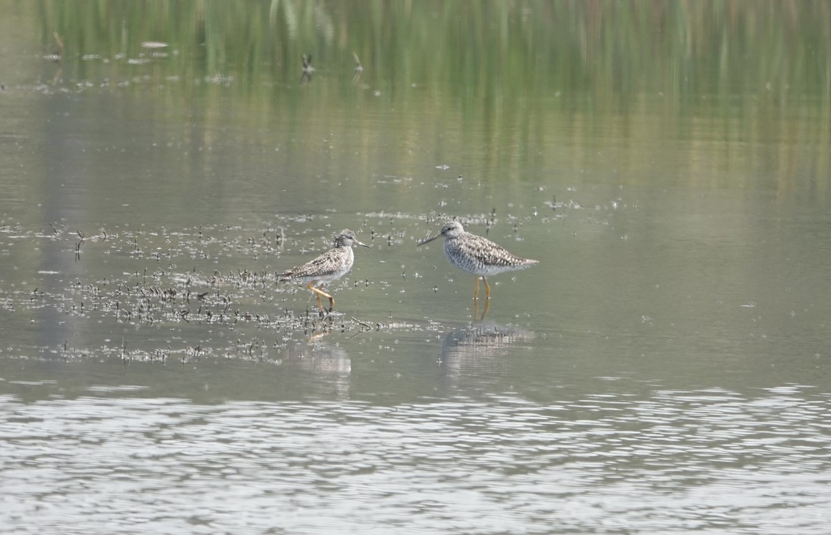 Lesser Yellowlegs - ML621527019