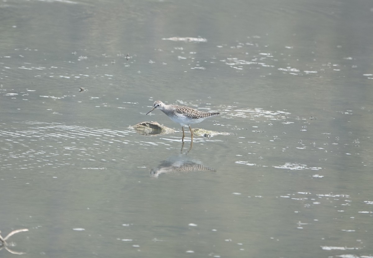 Lesser Yellowlegs - ML621527020