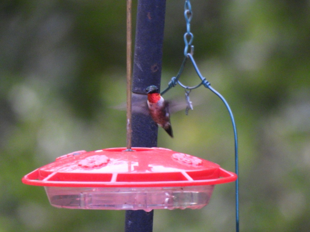 Ruby-throated Hummingbird - ML621527043