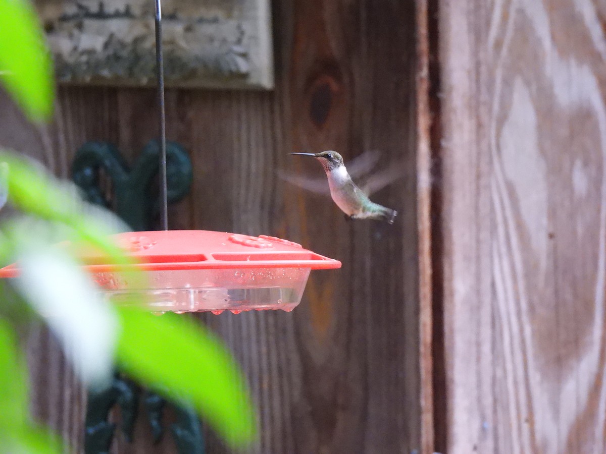 Ruby-throated Hummingbird - ML621527044