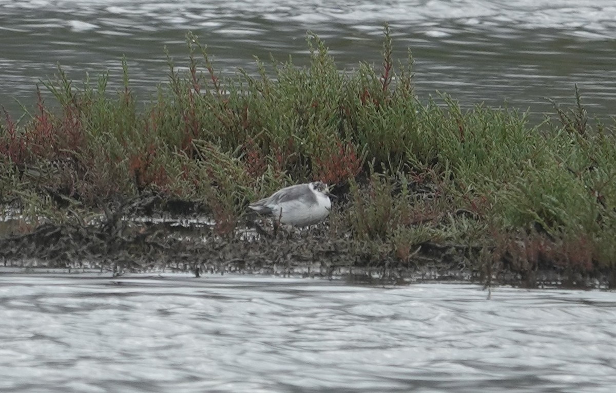 Red Phalarope - ML621527069