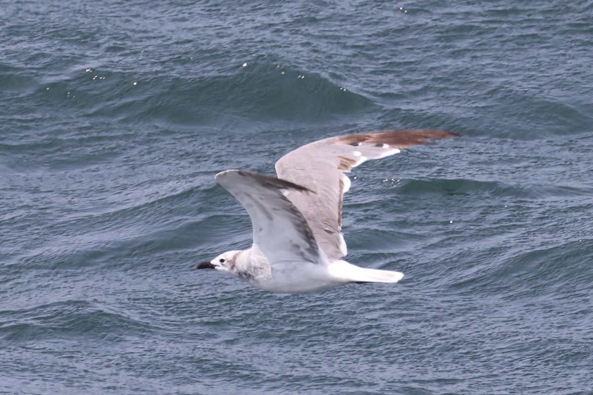 Mouette atricille - ML621527098