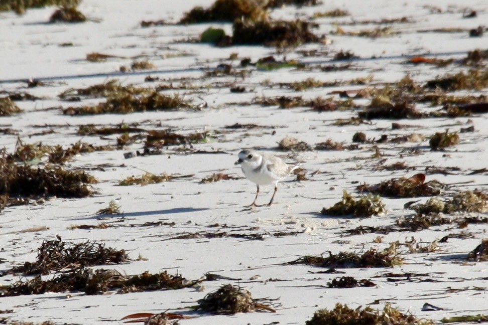 Piping Plover - ML621527105