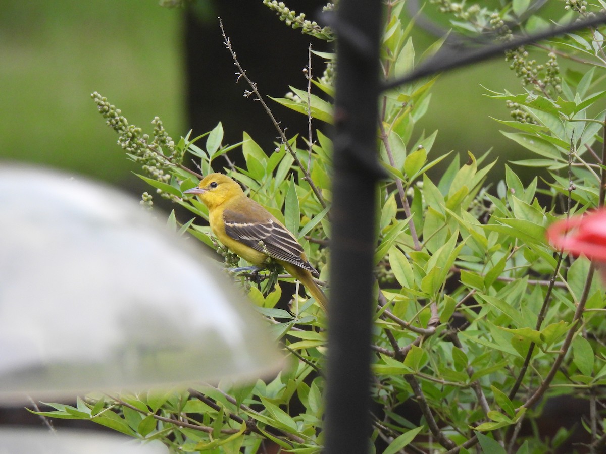 Orchard Oriole - ML621527115