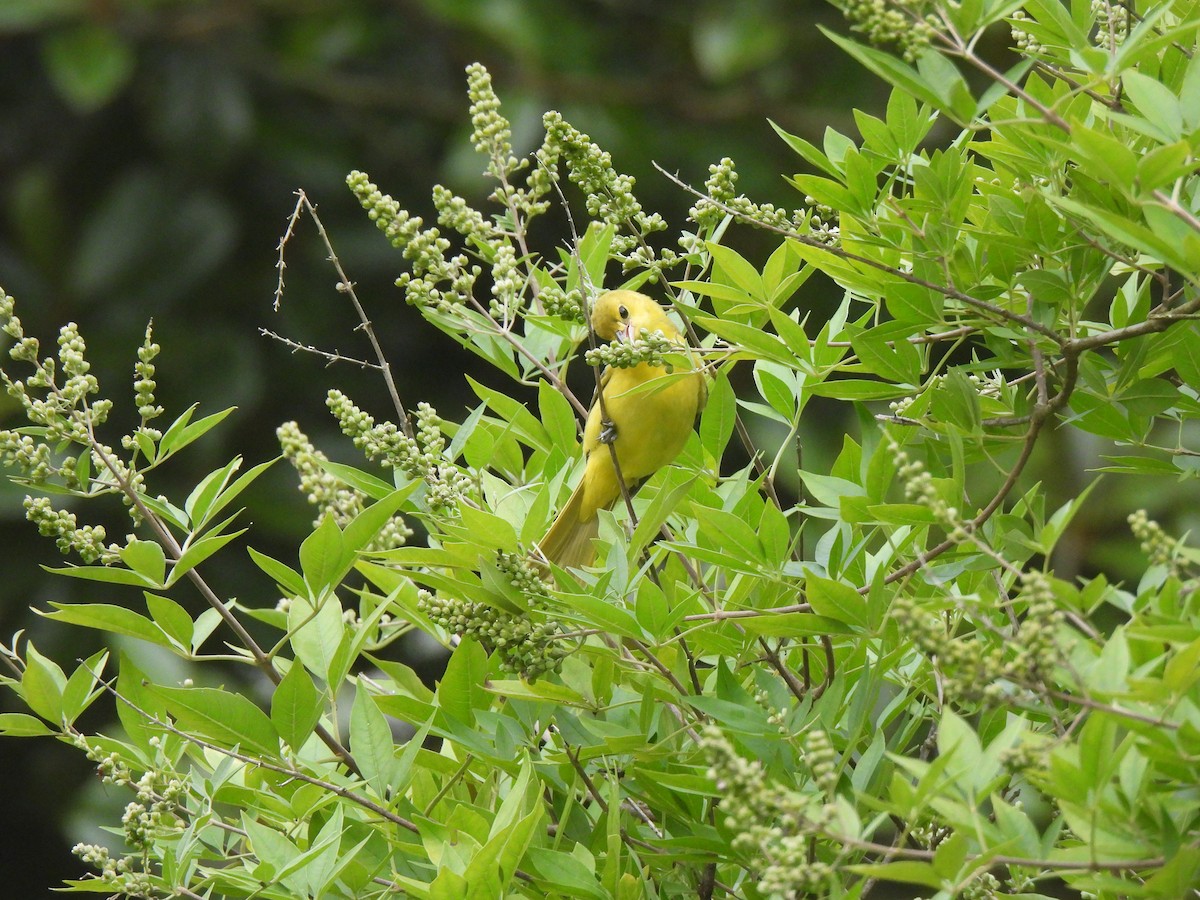 Orchard Oriole - ML621527116