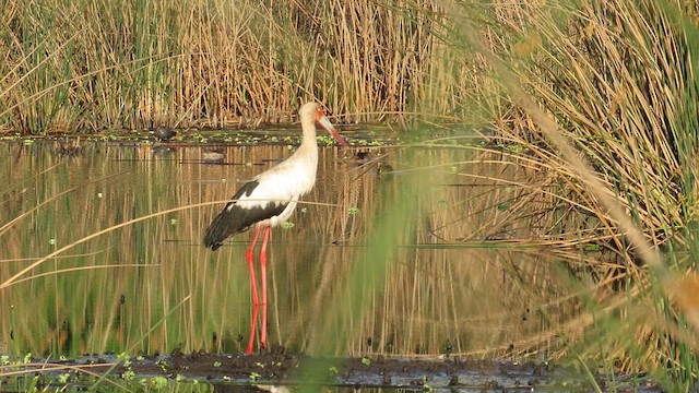 Maguari Stork - ML621527135