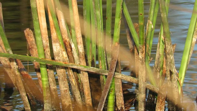 Plumbeous Rail - ML621527184