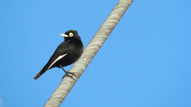 Spectacled Tyrant - ML621527255